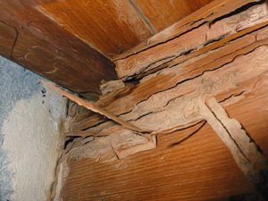 termite inspections Rosebud